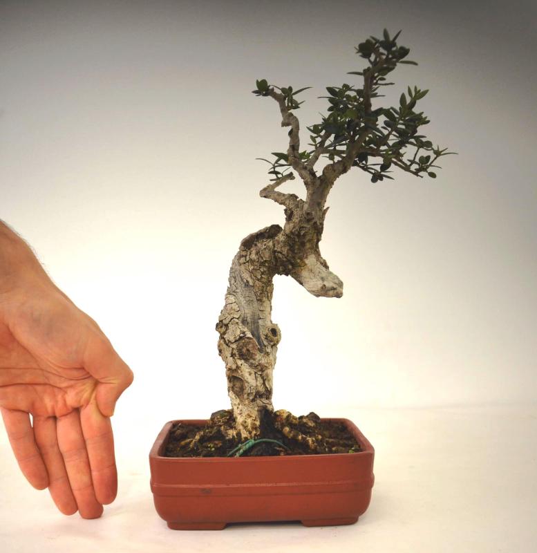 Bonsai Olea europaea sylvestris (Olivastro)