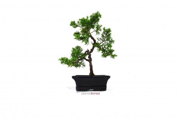 Bonsai Juniperus chinensis