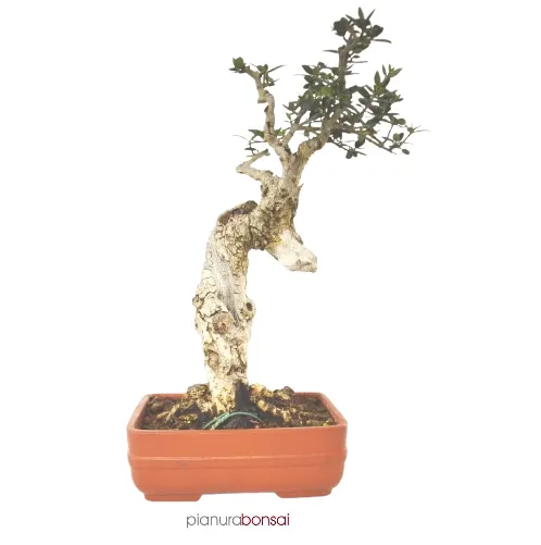 Bonsai Olea europaea sylvestris (Olivastro)