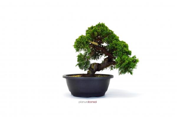 Bonsai Juniperus Itoigawa
