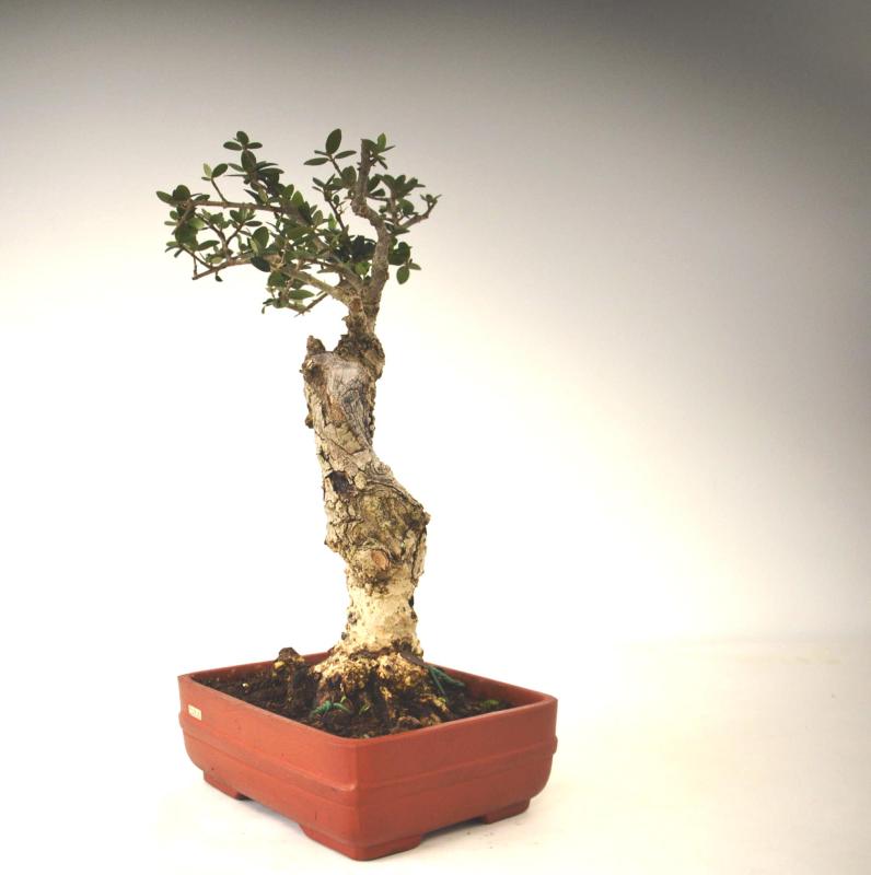 Bonsai Olea europaea sylvestris (Olivastro)