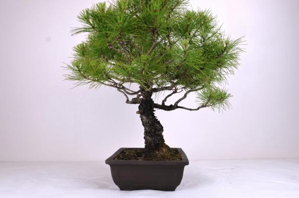 Bonsai Pinus thunbergii