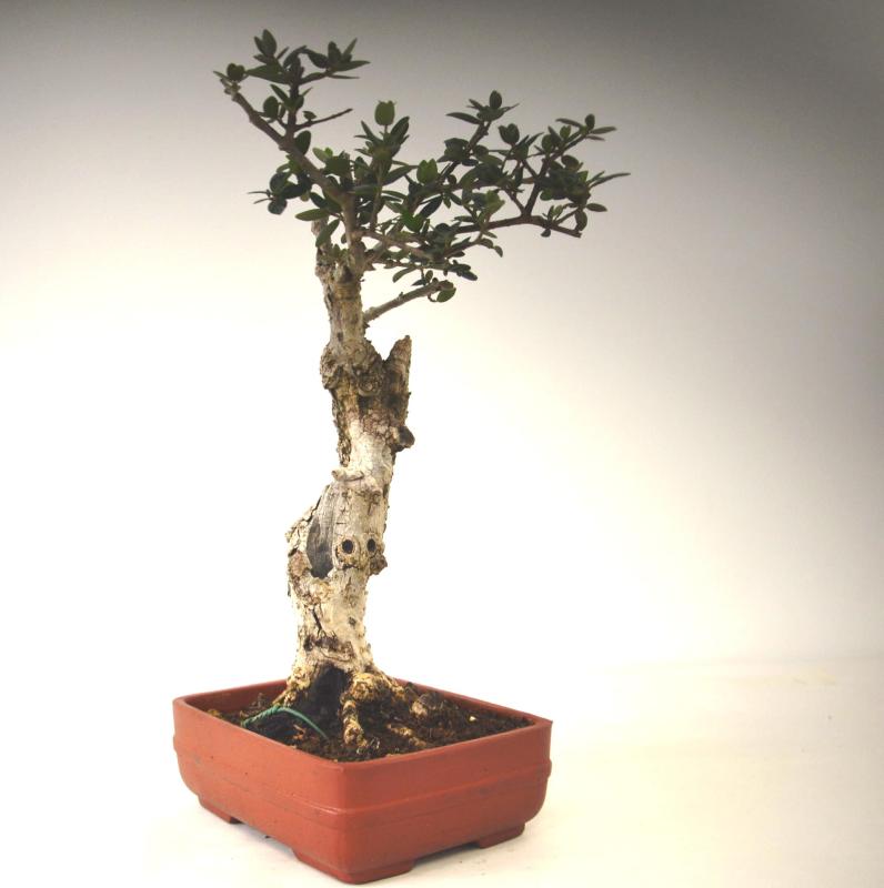 Bonsai Olea europaea sylvestris (Olivastro)