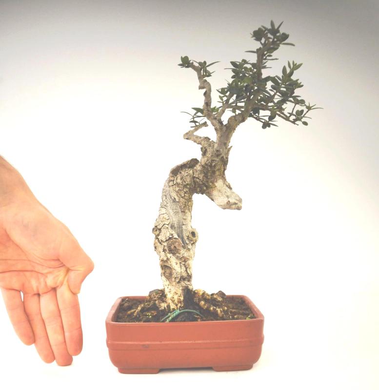 Bonsai Olea europaea sylvestris (Olivastro)