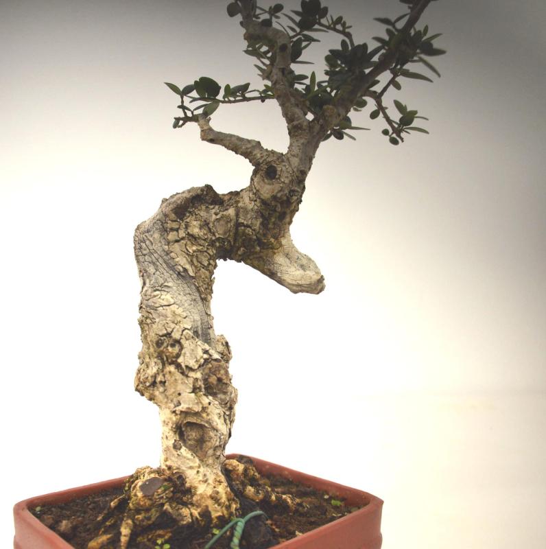 Bonsai Olea europaea sylvestris (Olivastro)