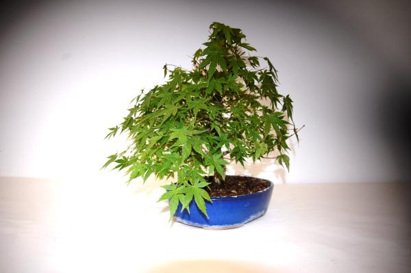 Bonsai Acer palmatum