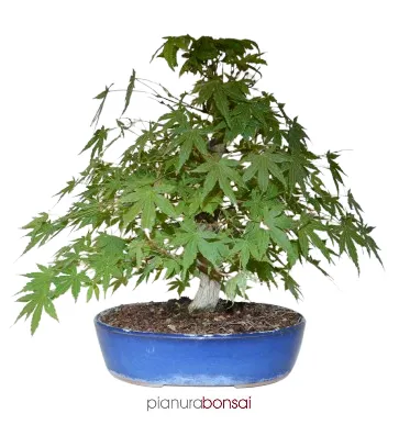 Bonsai Acer palmatum