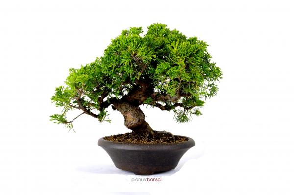 Bonsai Juniperus Itoigawa