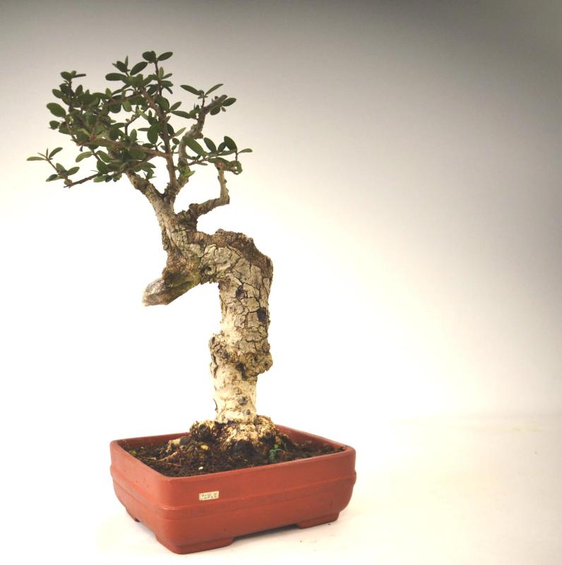 Bonsai Olea europaea sylvestris (Olivastro)