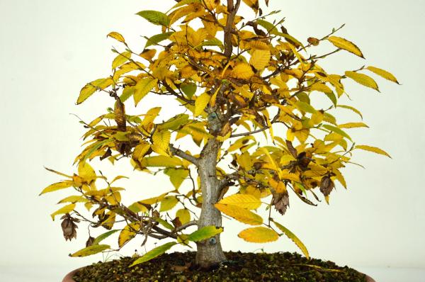 Bonsai Carpinus laxiflora