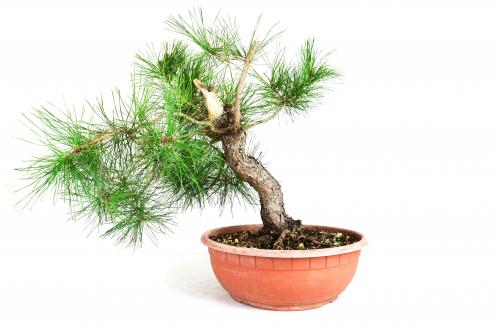 Bonsai Pinus nigra