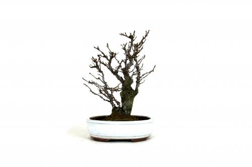 Bonsai Pourthiaea villosa