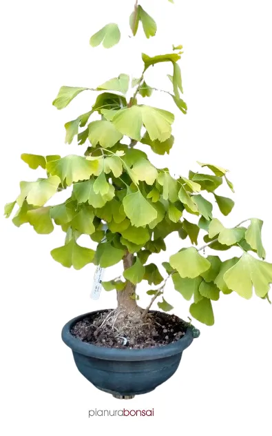 Bonsai Ginkgo biloba