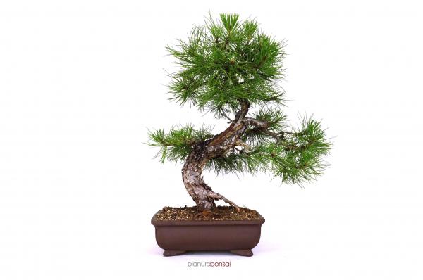 Bonsai Pinus nigra