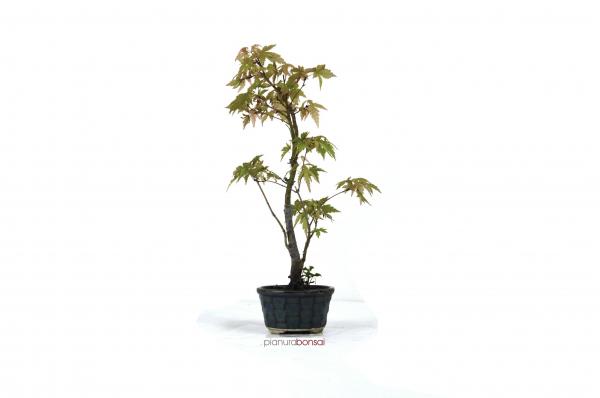 Bonsai Acer palmatum