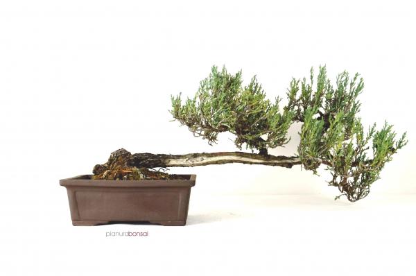 Bonsai Juniperus horizontalis