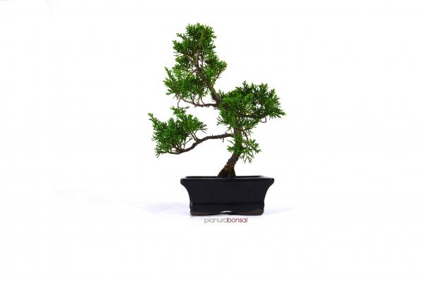 Bonsai Juniperus chinensis