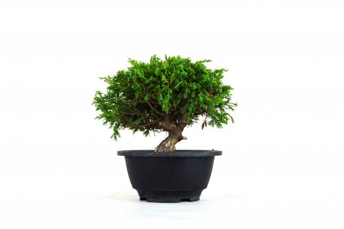 Bonsai Juniperus Itoigawa