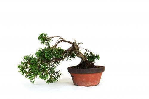 Bonsai Juniperus chinensis