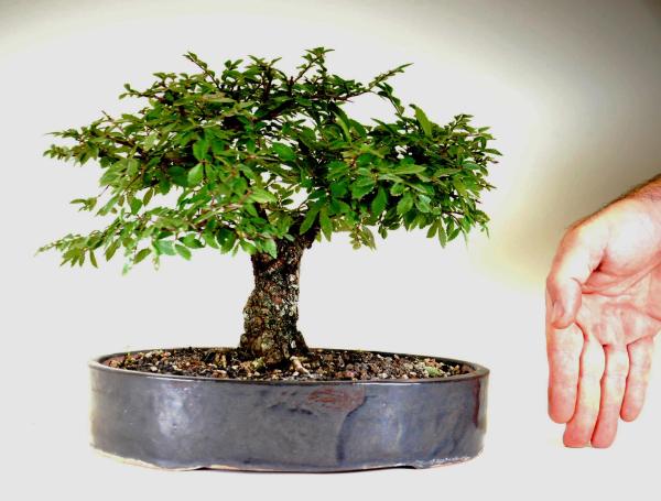 Bonsai Ulmus parvifolia sagei