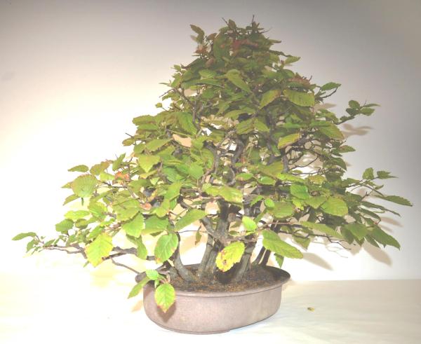 Bonsai Carpinus betulus