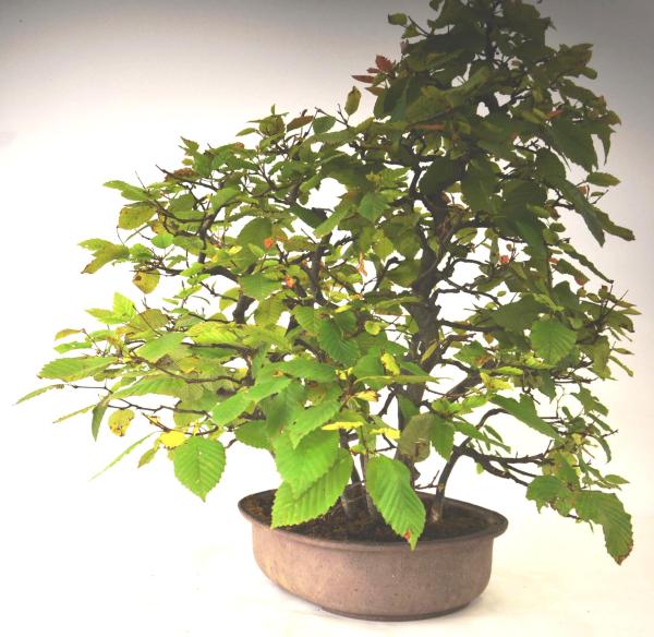 Bonsai Carpinus betulus