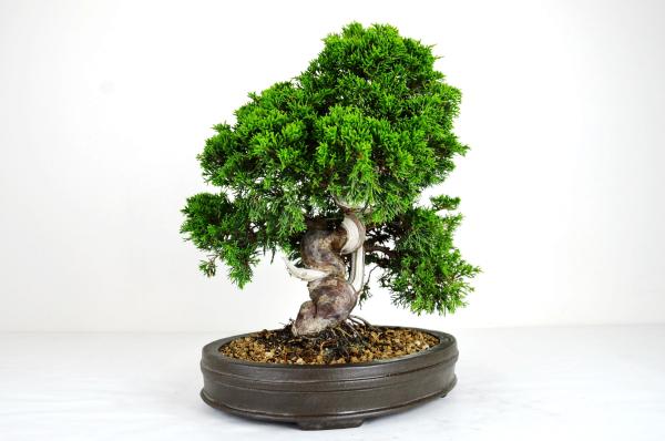 Bonsai Juniperus Itoigawa