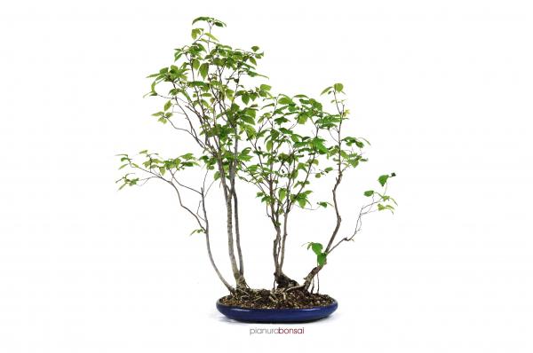 Bonsai Ulmus (Olmo)