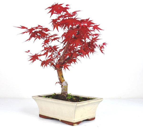 Bonsai Acer palmatum deshojo