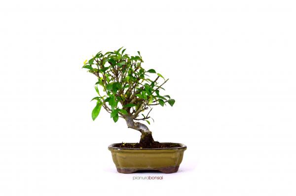 Bonsai Gardenia jasminoides