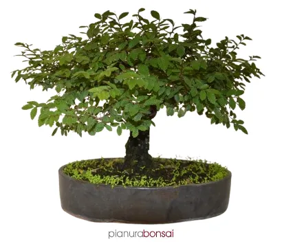 Bonsai Ulmus parvifolia sagei