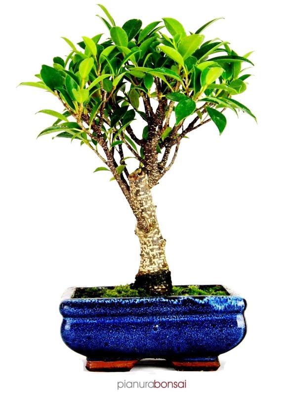 Bonsai Ficus retusa vaso 15cm ball