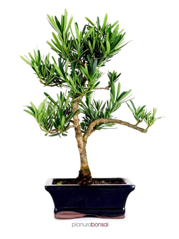 Bonsai Podocarpus vaso 15cm esse