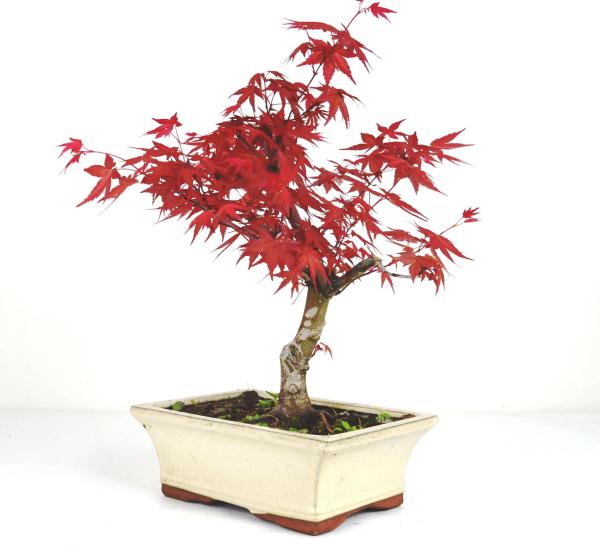 Bonsai Acer palmatum deshojo