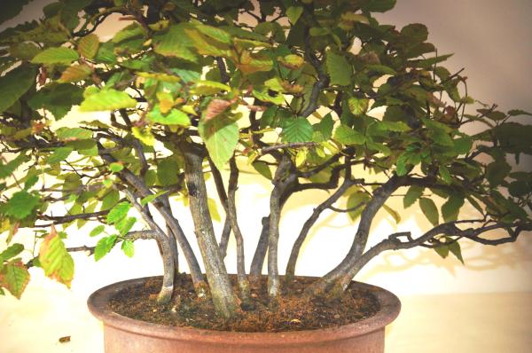 Bonsai Carpinus betulus