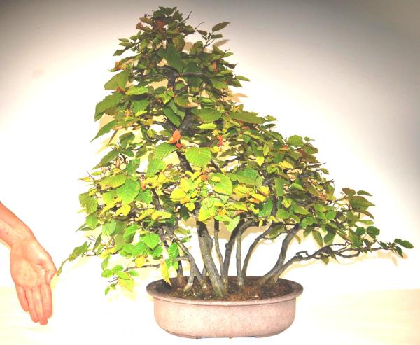 Bonsai Carpinus betulus