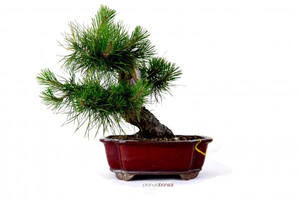 Bonsai Pinus nigra