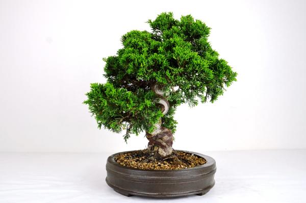 Bonsai Juniperus Itoigawa