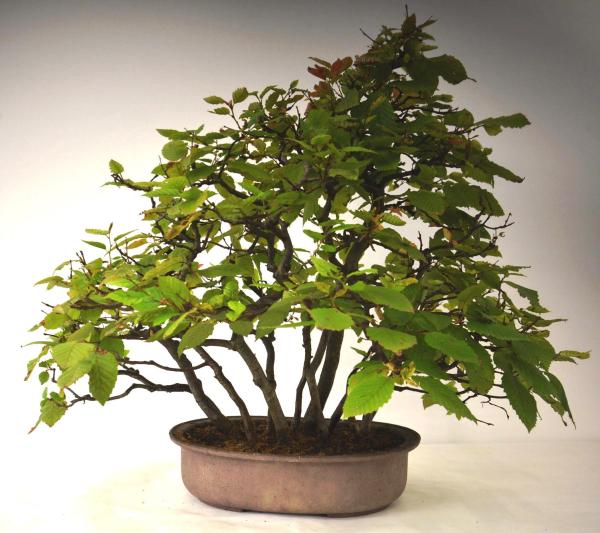 Bonsai Carpinus betulus