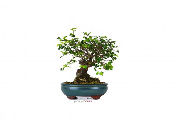 Bonsai Zelkova