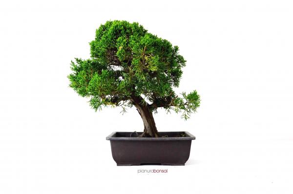 Bonsai Juniperus kishu