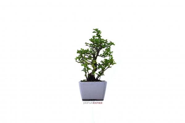 Bonsai Chaenomeles
