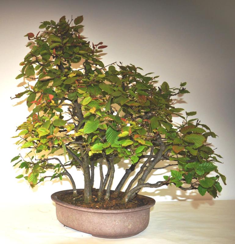 Bonsai Carpinus betulus