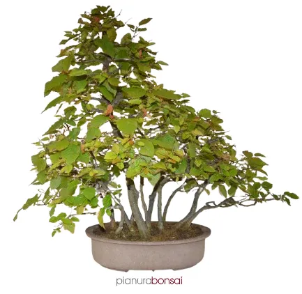 Bonsai Carpinus betulus