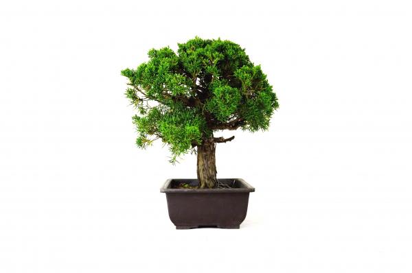Bonsai Juniperus kishu