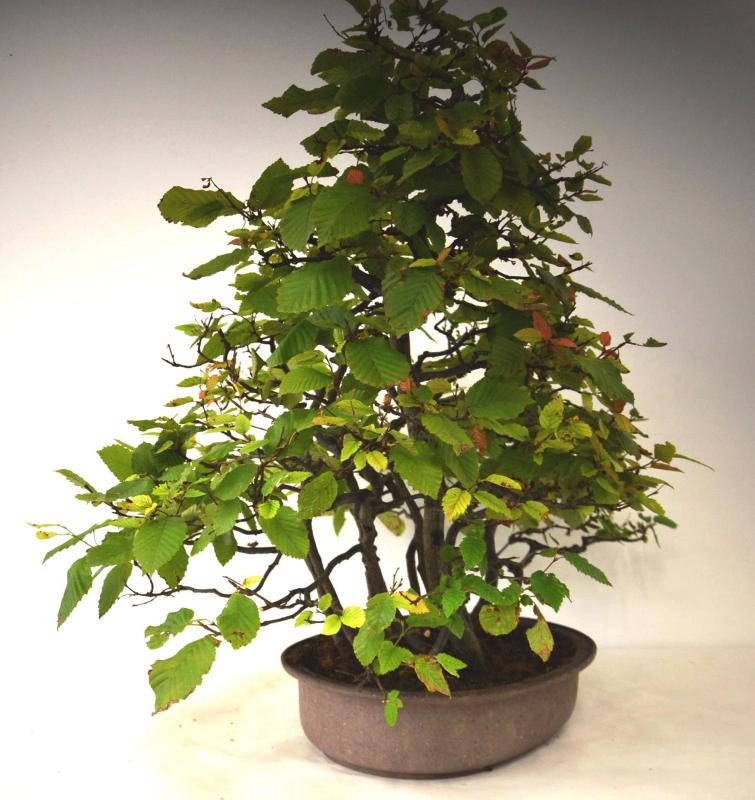 Bonsai Carpinus betulus