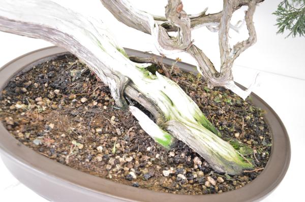 Bonsai Juniperus sabina