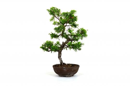 Bonsai Juniperus chinensis