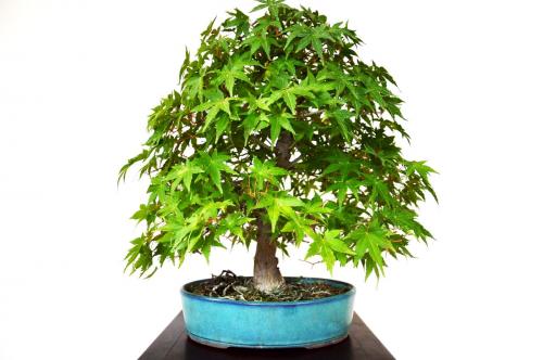 Bonsai Acer palmatum