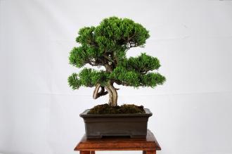 Juniperus Itoigawa